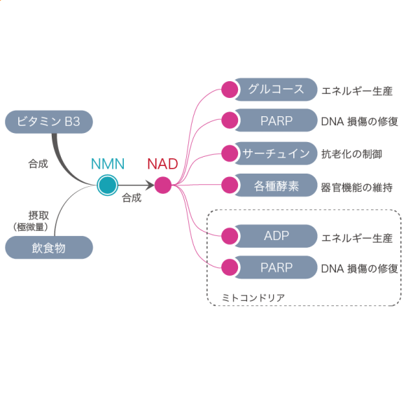 NMNからNADが合成され体内で使われる図